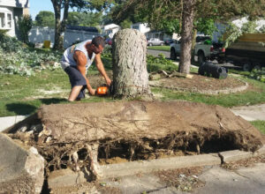 McD's Tree Service - Recent Project2