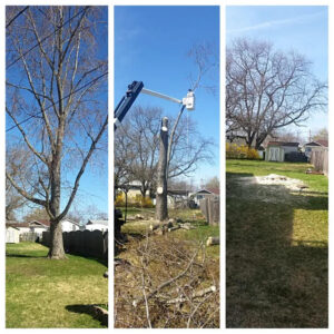 McD's Tree Service - Recent Projects1