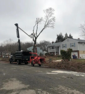 McD's Tree Service - Recent Projects4