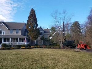 McD's Tree Service - Recent Projects5