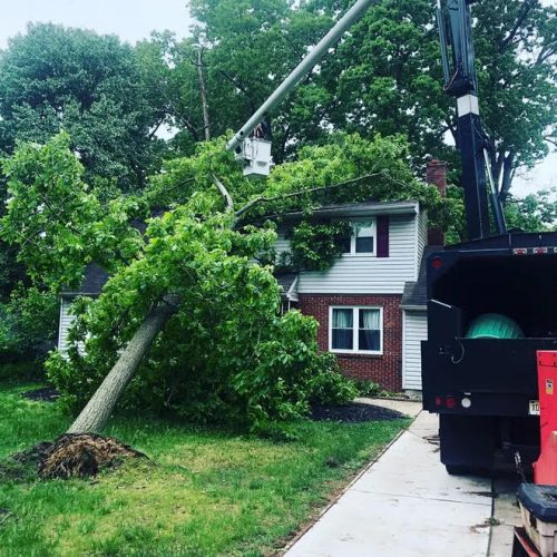 McD's Tree Service - Emergency Tree Removal Services 3