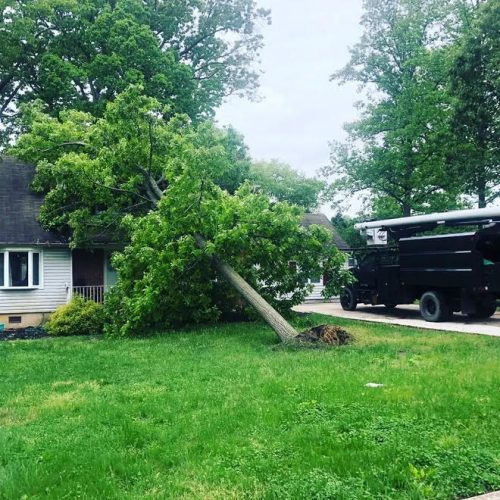 McD's Tree Service - Emergency Tree Removal Services 4