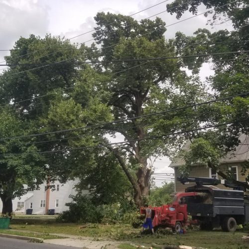 McD's Tree Service - Recent Projects