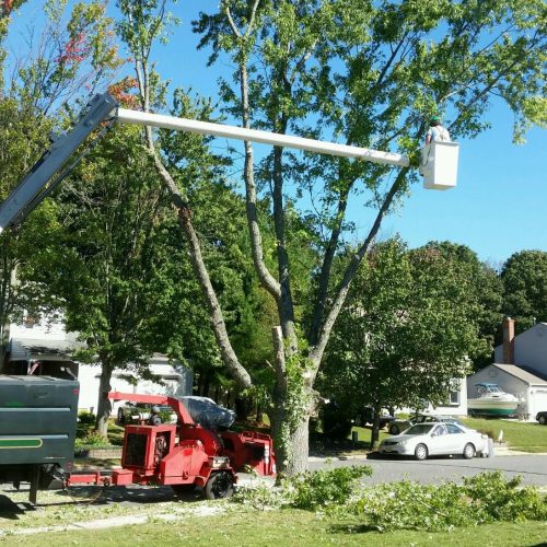 McD's Tree Service - Recent Projects1