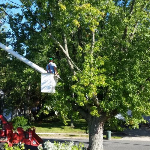 McD's Tree Service - Recent Projects2