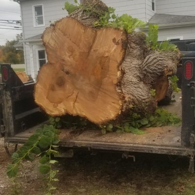 McD's Tree Service - Stump Removal Service2