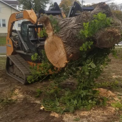 McD's Tree Service - Stump Remove Services2