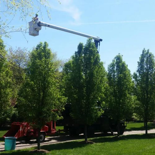 McD's Tree Service - Tree Pruning Services1