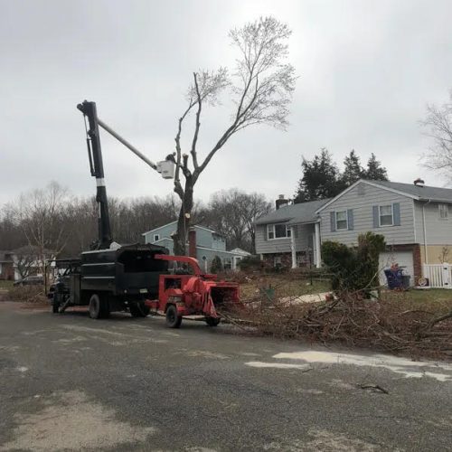 McD's Tree Service - Tree Removal Services6