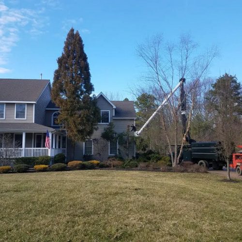 McD's Tree Service - Tree Removal Services9